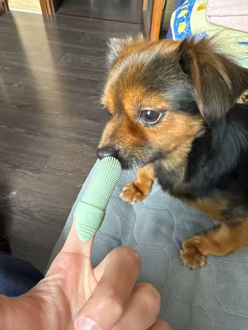 PawSmile 360 Dog Dental Kit